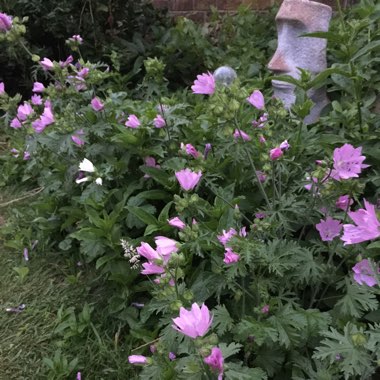 Malva Moschata 'Rosea'