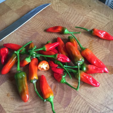 Capsicum Annuum 'Apache'