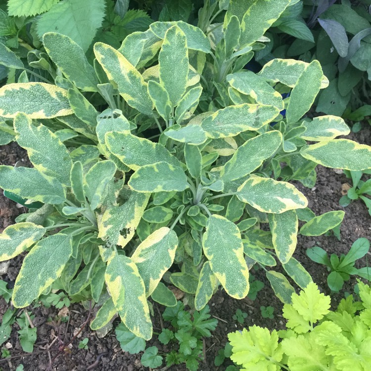 Plant image Salvia officinalis 'Icterina' syn. Salvia officinalis 'Variegata'