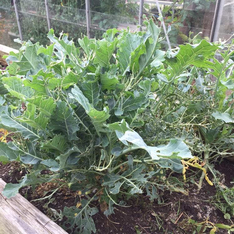 Plant image Brassica oleracea (Italica Group) 'Purple Sprouting'