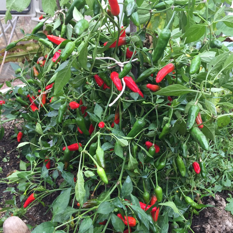 Plant image Capsicum Annuum 'Apache'