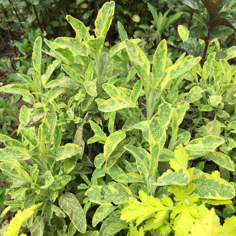 Plant image Salvia officinalis 'Icterina' syn. Salvia officinalis 'Variegata'