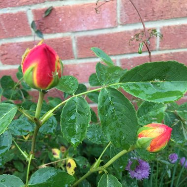 Rosa 'Ausnyson' syn. Rosa 'Lady of Shalott'