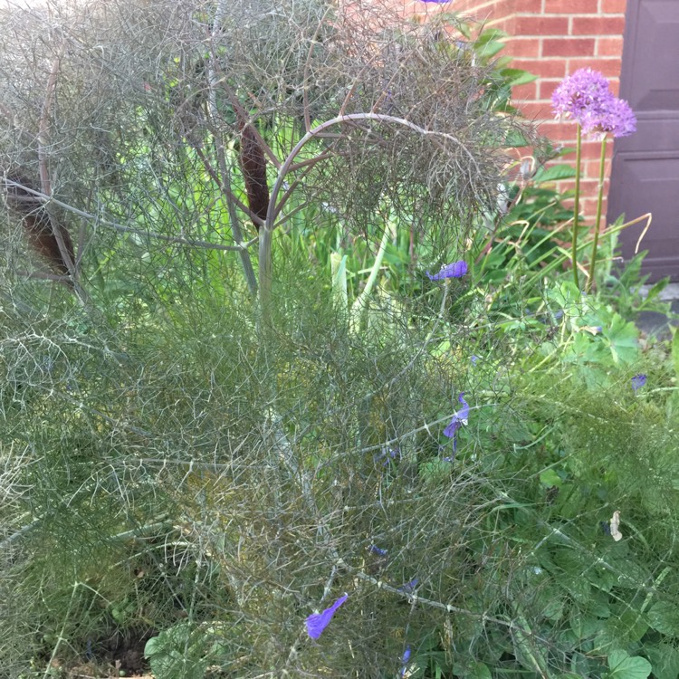 Plant image Foeniculum vulgare 'Giant Bronze' syn. Ferula 'Giant Bronze', Ferula communis 'Giant Bronze'