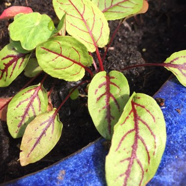 Rumex acetosa 'Red Veined'