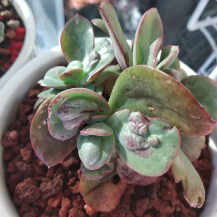 Plant image Echeveria Paul Bunyan