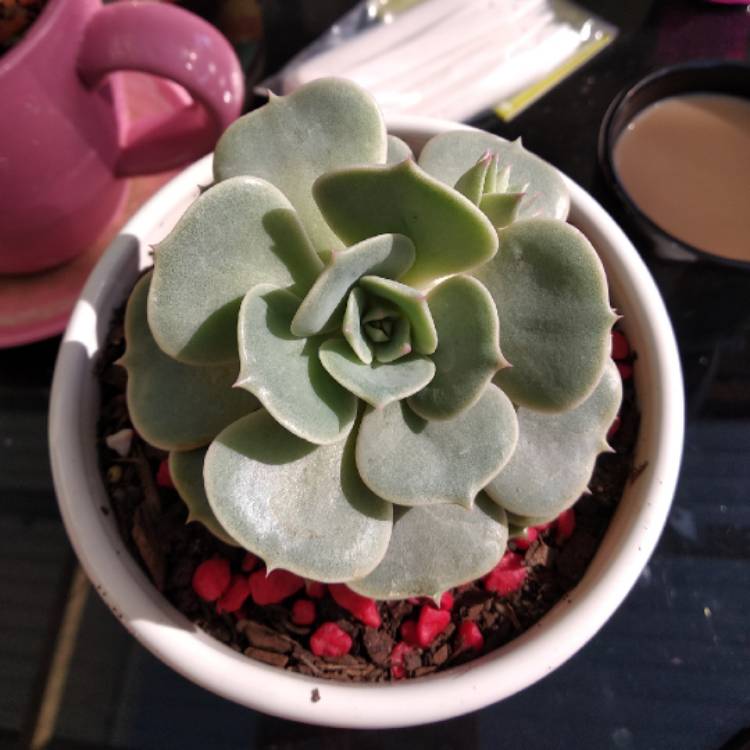 Plant image Echeveria Derosa