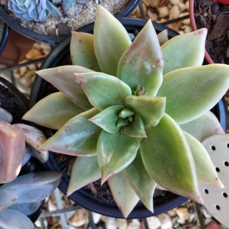 Plant image Echeveria Agavoides Amethystinum