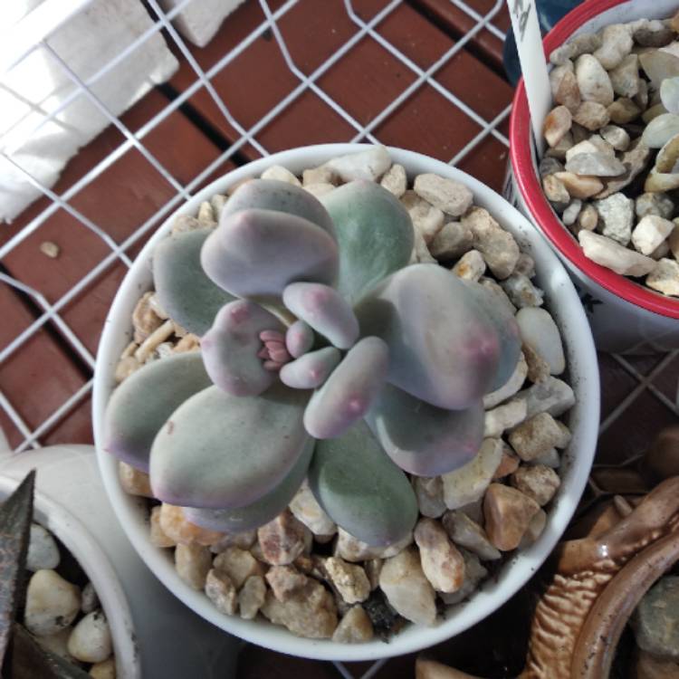 Plant image Pachyphytum bracteosum