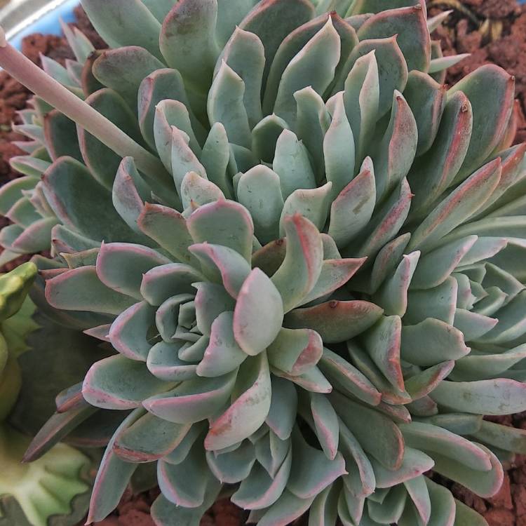 Plant image Echeveria Acacia Ponds