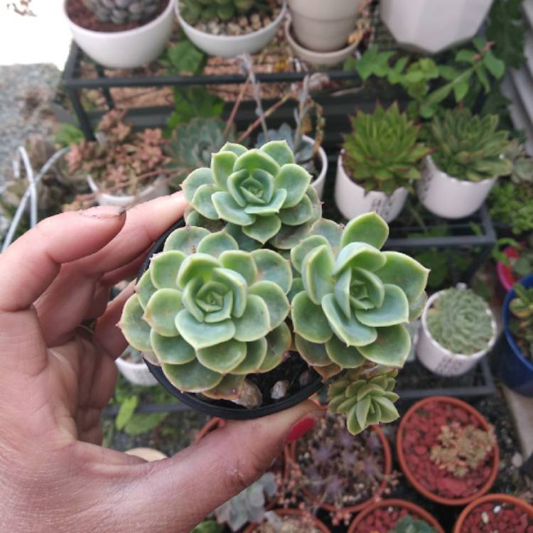 Plant image Echeveria Onslow