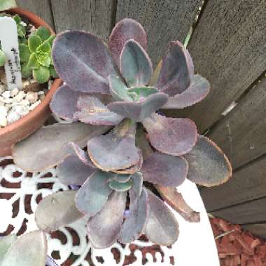 Echeveria 'Gibbiflora Metallica'