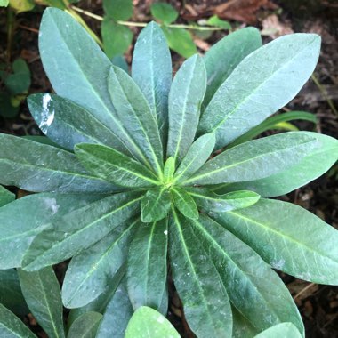 Wood Spurge (Species) Mrs Robb's Bonnet