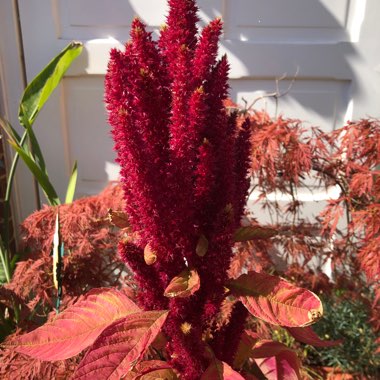 Amaranthus