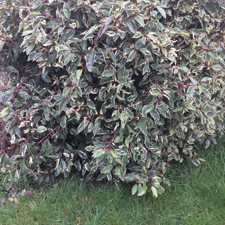 Plant image Prunus lusitanica 'Variegata'