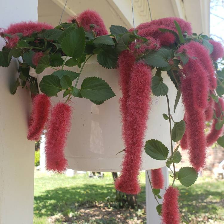 Plant image Acalypha pendula