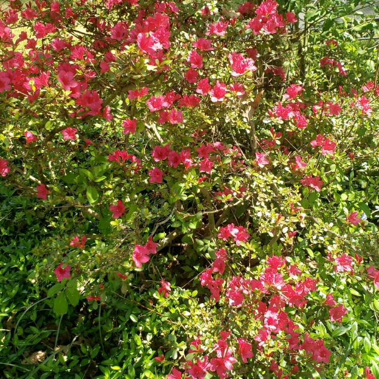 Plant image Rhododendron 'Hino Crimson'