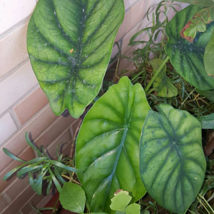 Plant image Alocasia clypeolata syn. Alocasia 'Green Shield', Alocasia clypeolata 'Green Shield'