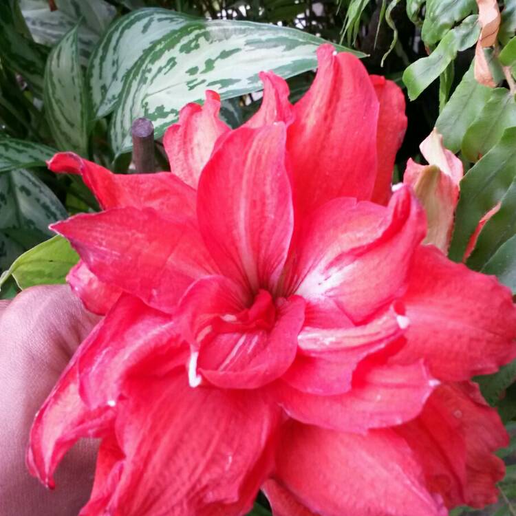 Plant image Hippeastrum (Galaxy Group) 'Red Lion'