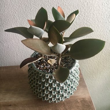 Kalanchoe orgyalis