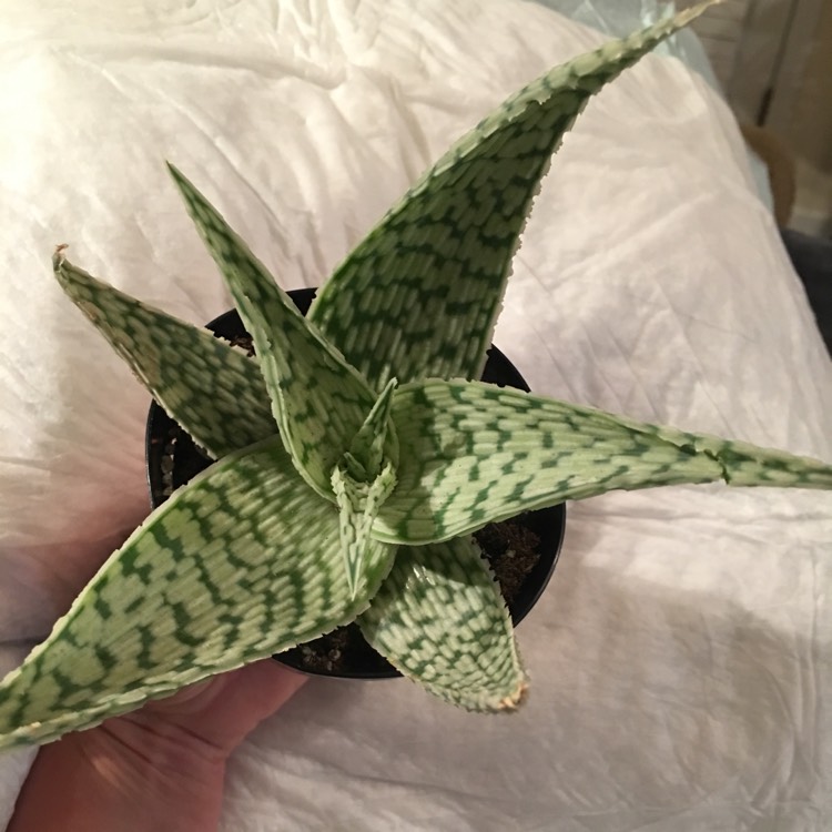 Plant image Aloe 'Blizzard'