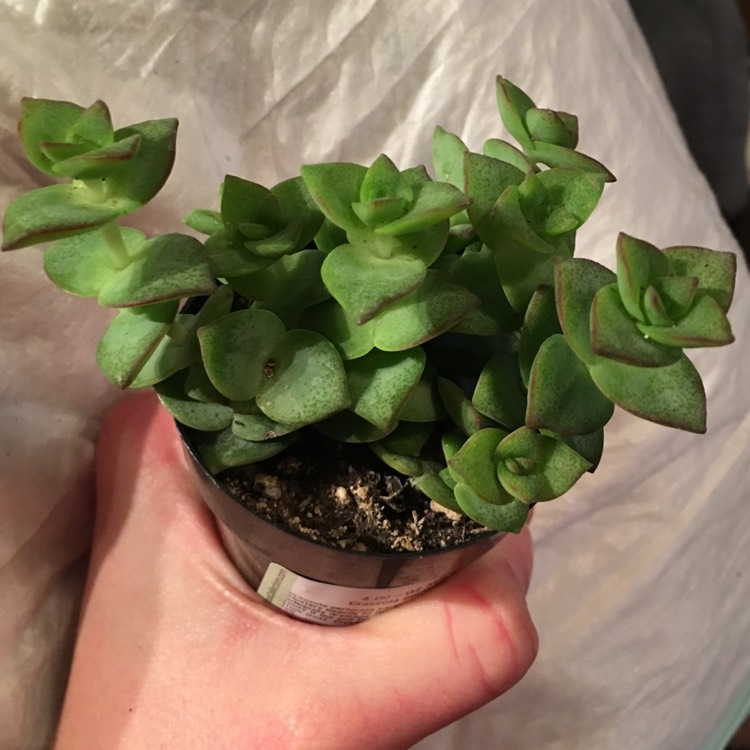 Plant image Crassula perforata variegata 'Jack In The Box'