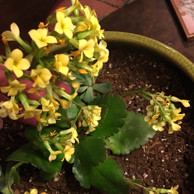 Plant image Kalanchoe Blossfeldiana 'Yellow'