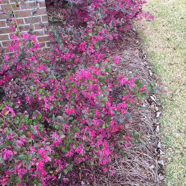 Loropetalum chinense 'Plum Gorgeous'