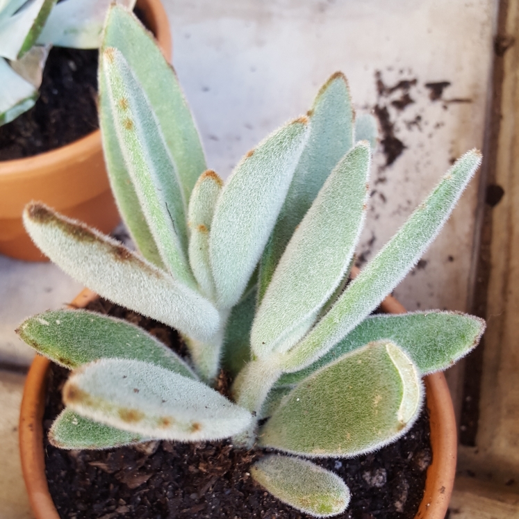 Plant image Kalanchoe tomentosa 'Super Fuzzy'