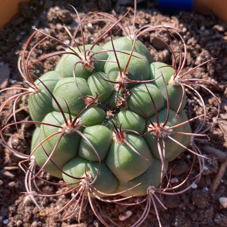 Plant image Gymnocalycium saglionis