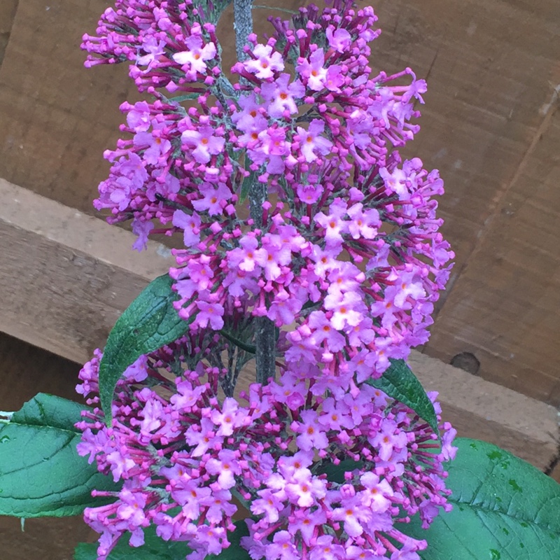 Plant image Buddleja davidii 'Monum' syn. Buddleja davidii 'Nanho Purple'