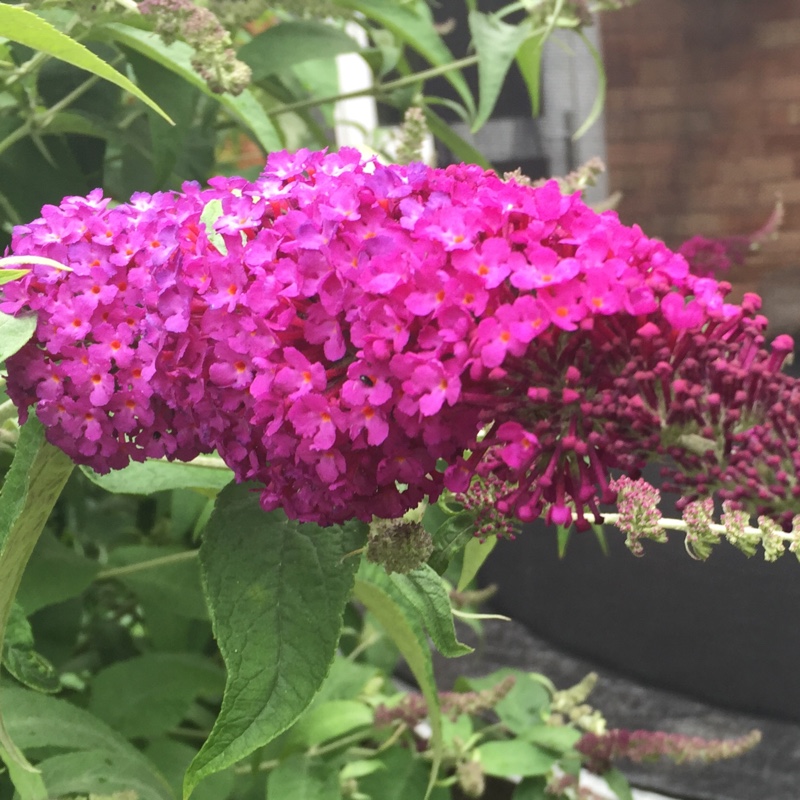 Plant image Buddleja davidii 'Tobudvelve' (Buzz Series) syn. Buddleja davidii 'Buzz Velvet'