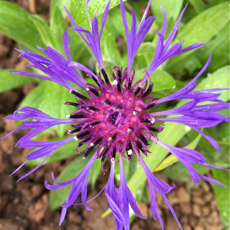 Centaurea Montana 'Mountain bluet', Perennial Cornflower 'Mountain ...