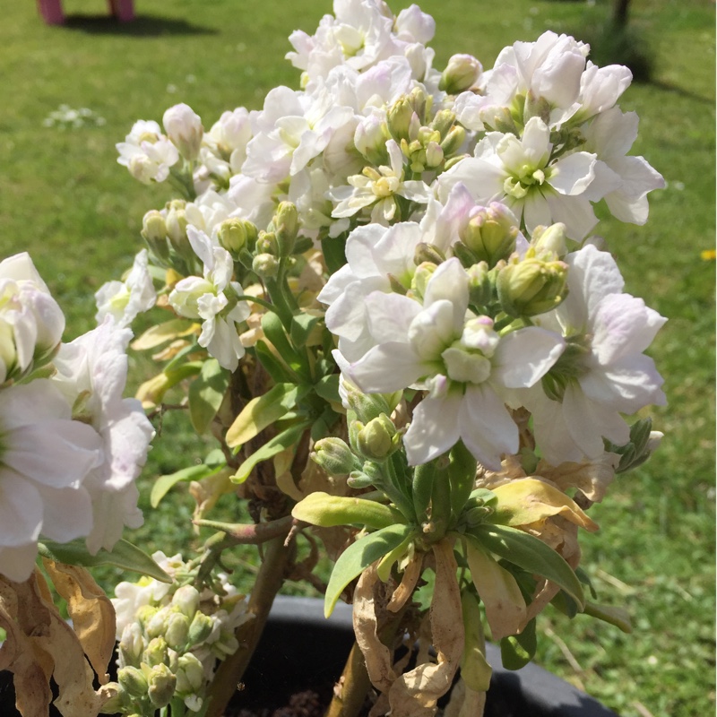 Plant image Matthiola Bicornis 'Starlight Scentsation'