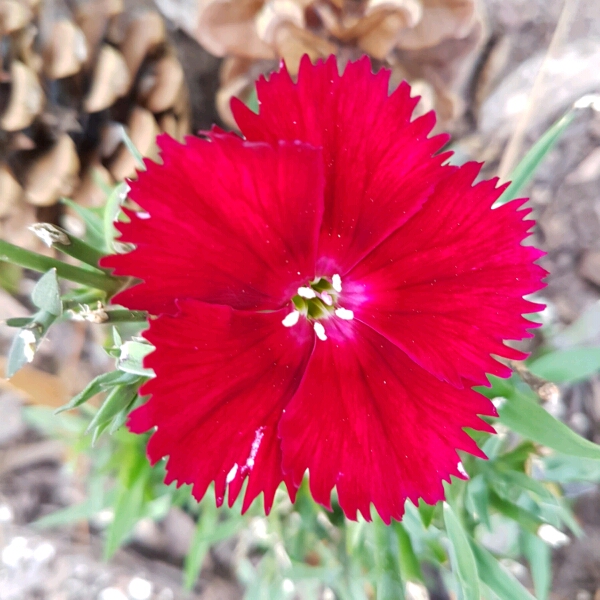 Plant image Dianthus 'Festival Series'