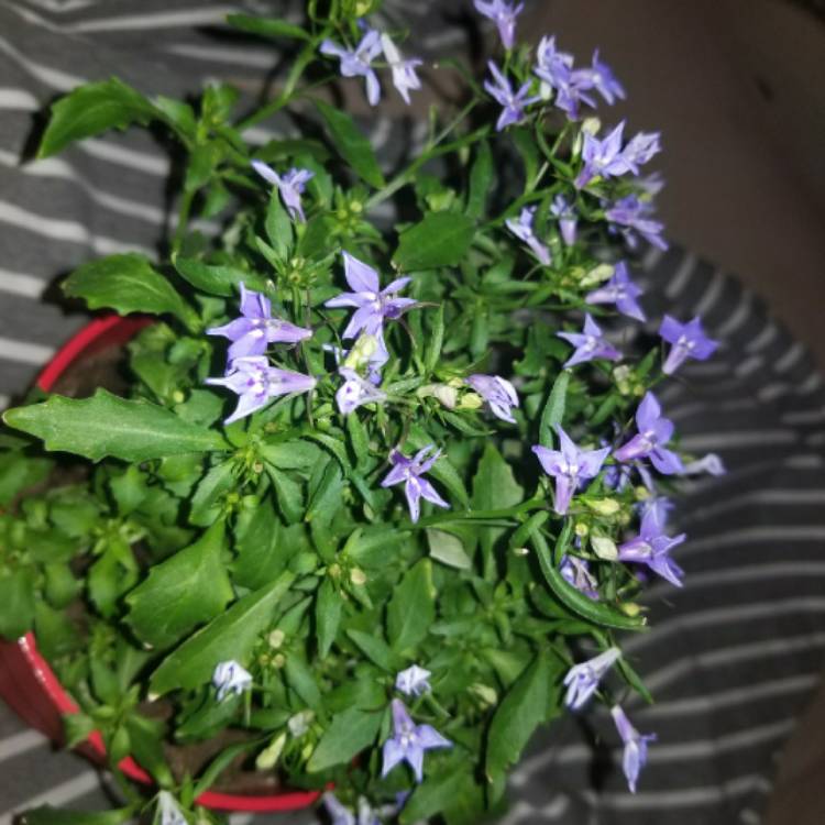 Plant image Lobelia erinus 'Bella Aqua'