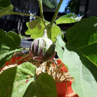 Aubergine 'Rosa Bianca'