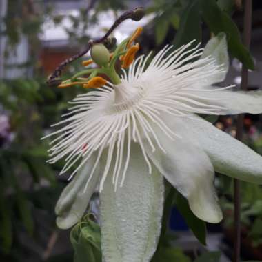 Passion Flower