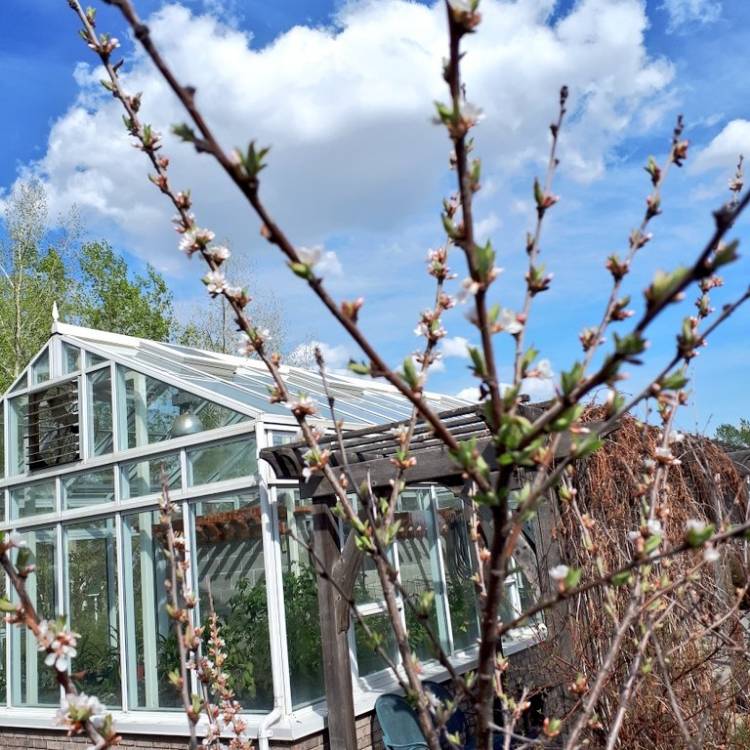 Plant image Prunus tomentosa 'Nanking'