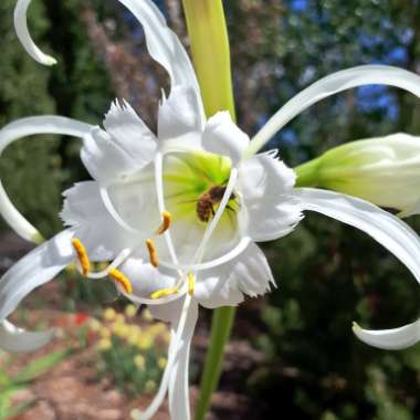 Peruvian Daffodil