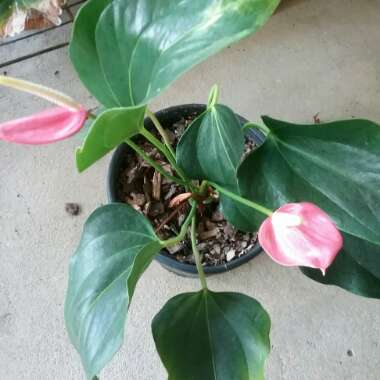 Flamingo Flower 'Princess Ariane Pride'