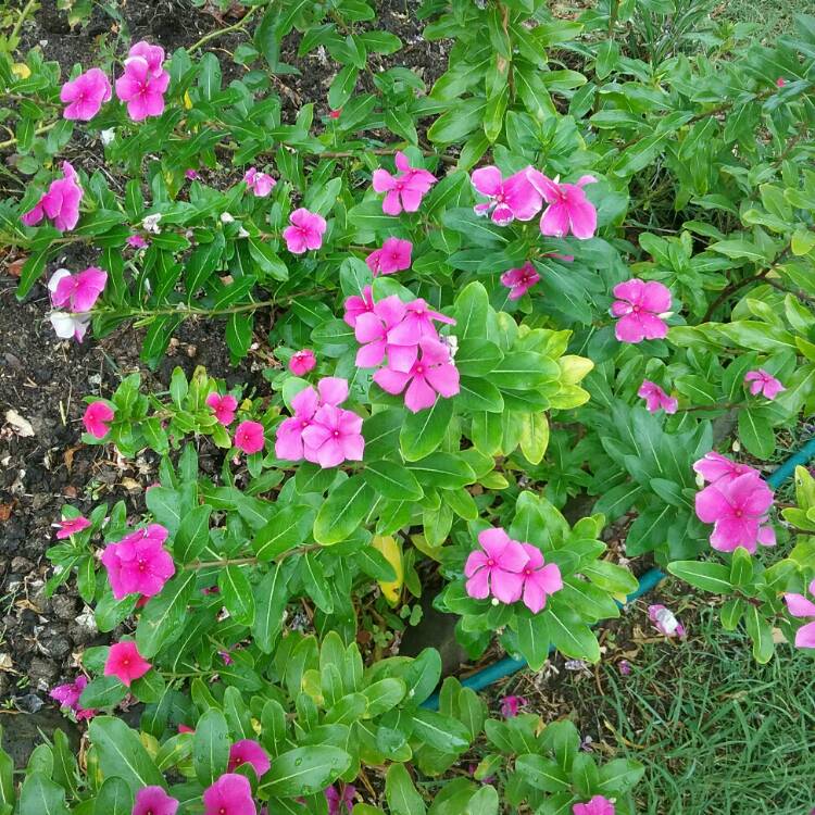 Plant image Vinca Minor 'Atropurpurea'