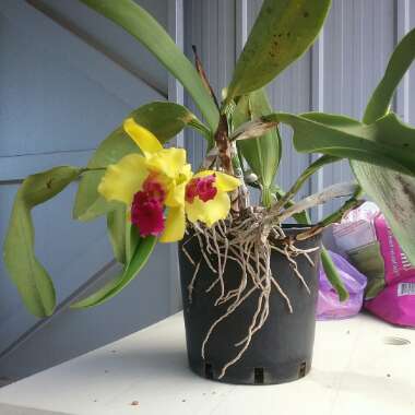 Cattleya Orchid 'Yellow Splash'