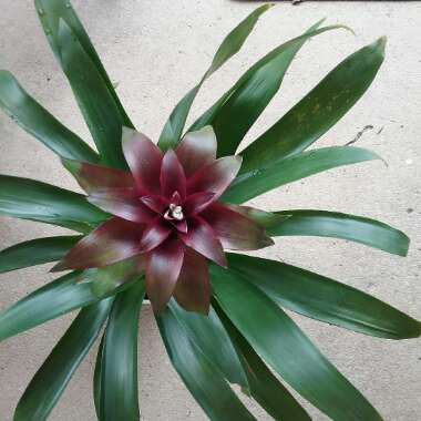 Guzmania