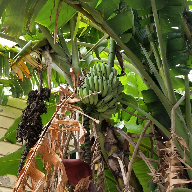 Plant image Musa acuminate 'Lady Finger'