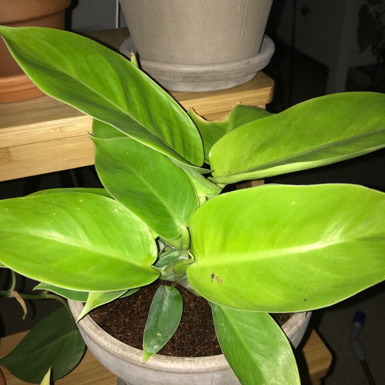 Plant image Philodendron 'Moonlight'