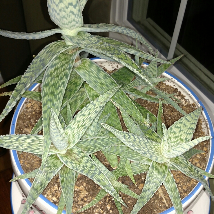 Plant image Aloe 'Blizzard'