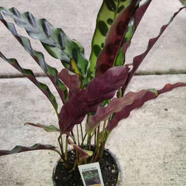 Calathea Rufibarba