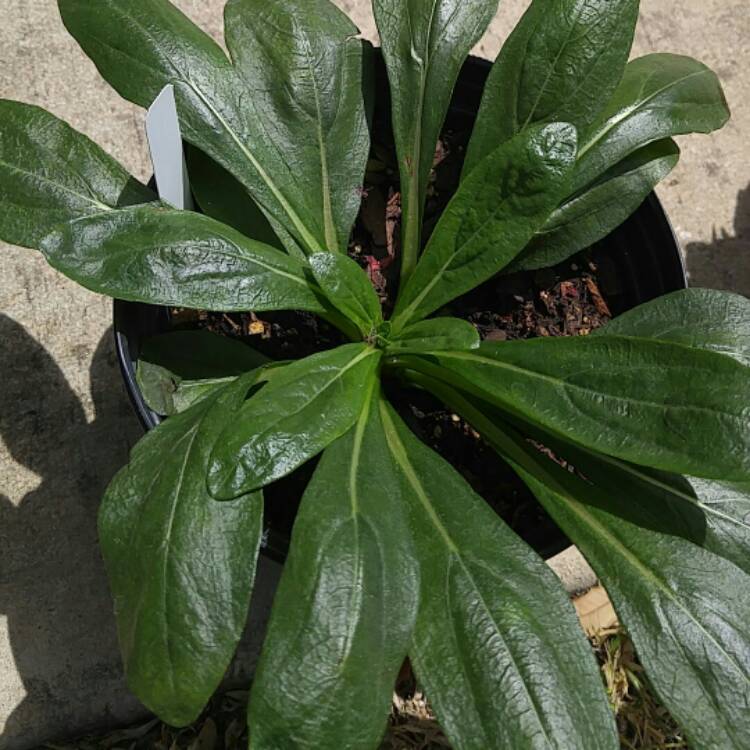 Plant image Helianthus angustifolius