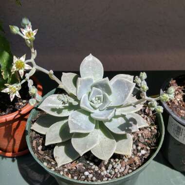 Graptopetalum Copper Rose